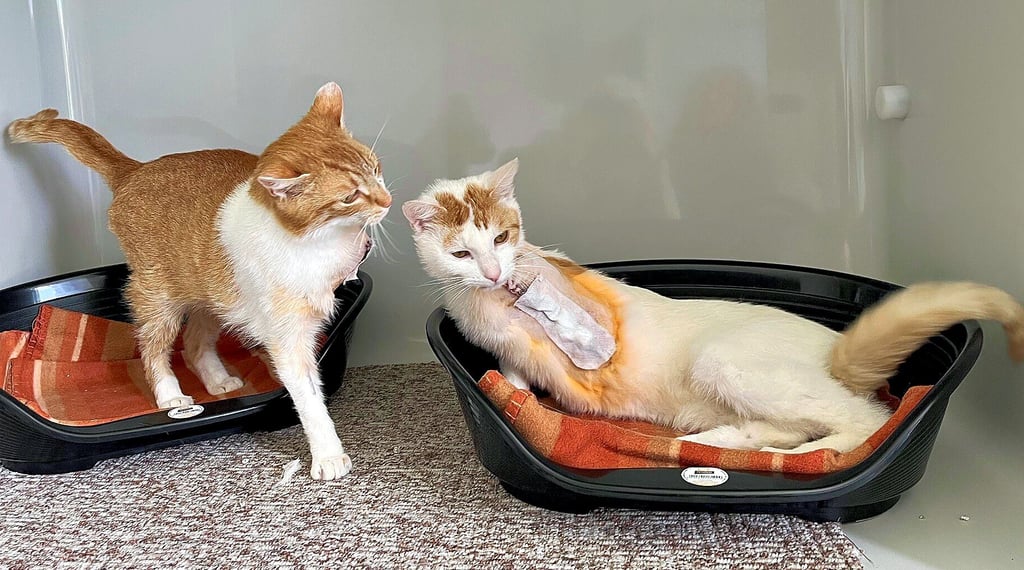 Misshandelte Katzen im Tierheim Zeitz: Jetzt melden sich ihre Besitzer, erzählen ihre Geschichte und wollen ihre Tiere zurück haben.