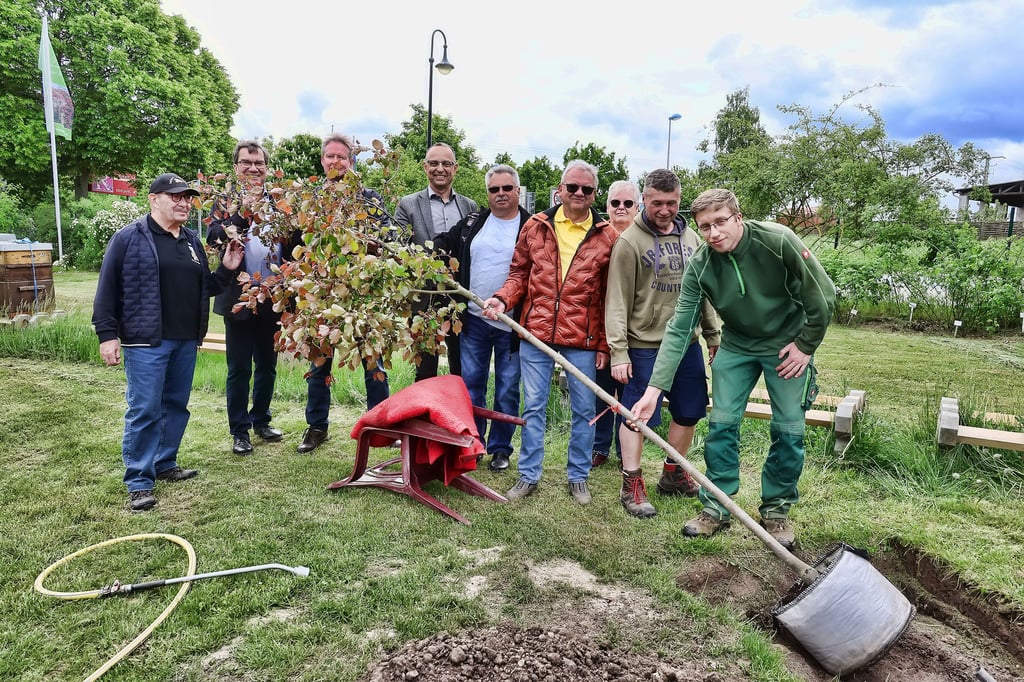 Die Sparkasse und die Imkervereine aus Sangerhausen und Eisleben spenden einen Baum für das Rosarium Sangerhausen.