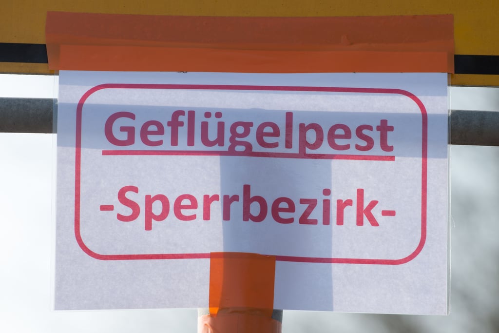 Im Salzlandkreis hat sich die Geflügelpest ausgebreitet.