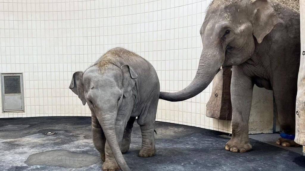 Elefantenkuh Rani mit Tochter Savani: Beide Elefanten sind vom Zoo Leipzig nach München umgezogen.
