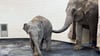 Elefantenkuh Rani mit Tochter Savani: Beide Elefanten sind vom Zoo Leipzig nach München umgezogen.