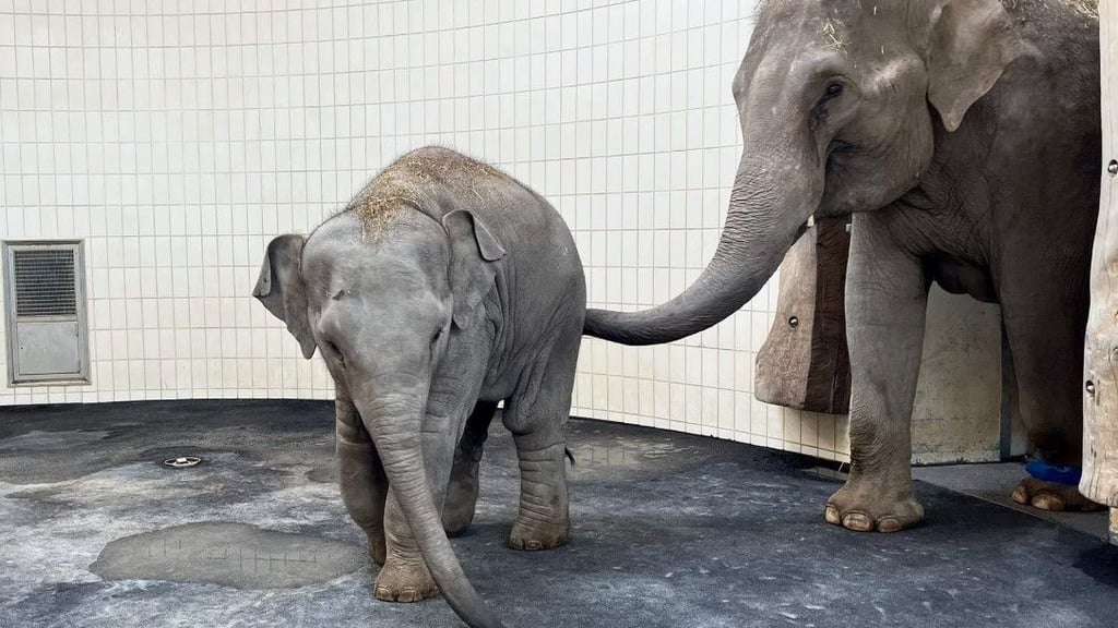 Elefantenkuh Rani mit Tochter Savani: Beide Elefanten sind vom Zoo Leipzig nach München umgezogen.