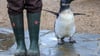Der Zoo Magdeburg sucht Tierpaten. (Archivfoto)