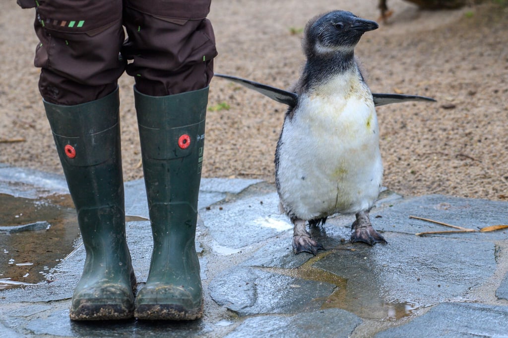 Der Zoo Magdeburg sucht Tierpaten. (Archivfoto)