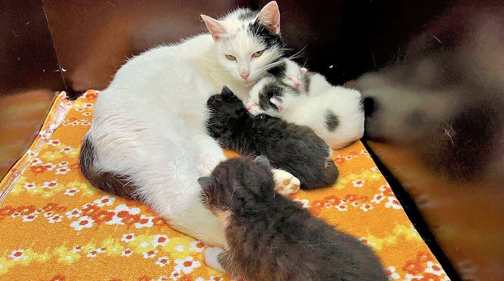 Janine ist eine von sechs Katzenmüttern mit Babys im Zeitzer Tierheim. Die Kleinen haben es gut, weil sie mit Muttertier gefunden wurden.