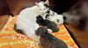 Janine ist eine von sechs Katzenmüttern mit Babys im Zeitzer Tierheim. Die Kleinen haben es gut, weil sie mit Muttertier gefunden  wurden. 