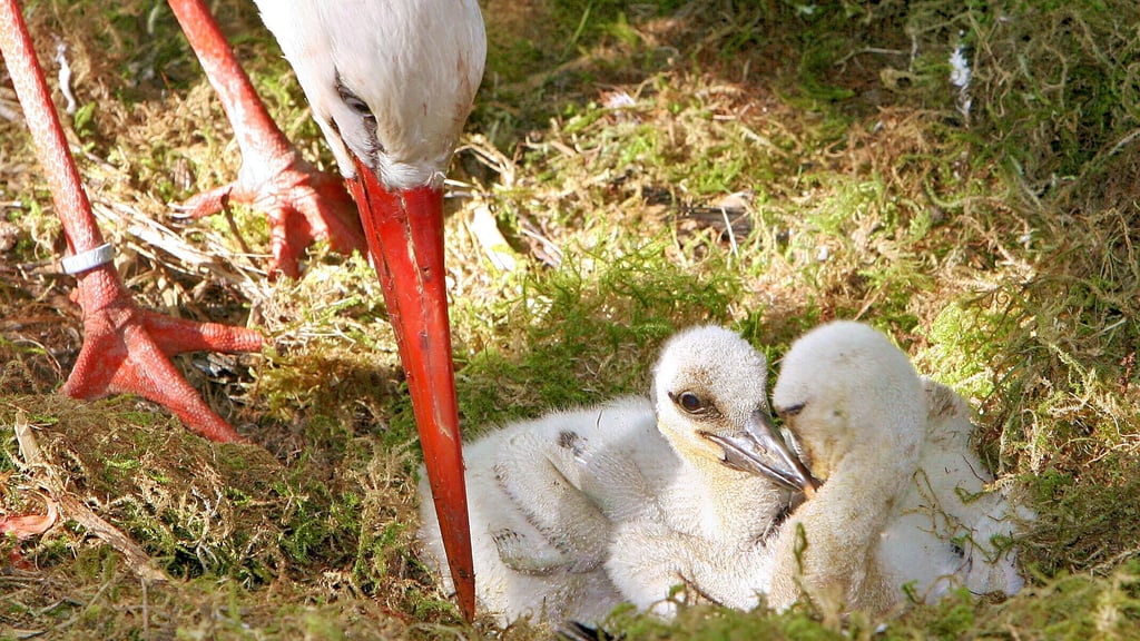 Jungstörche mit Elterntier im Nest. Der Nachwuchs der Störche, die in südöstlicher Richtung überwintern, schlüpft im Altmarkkreis dieser Tage.