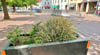 Die massiven Pflanzkübel wie hier am Karlsplatz sollen als Barrieren dienen.