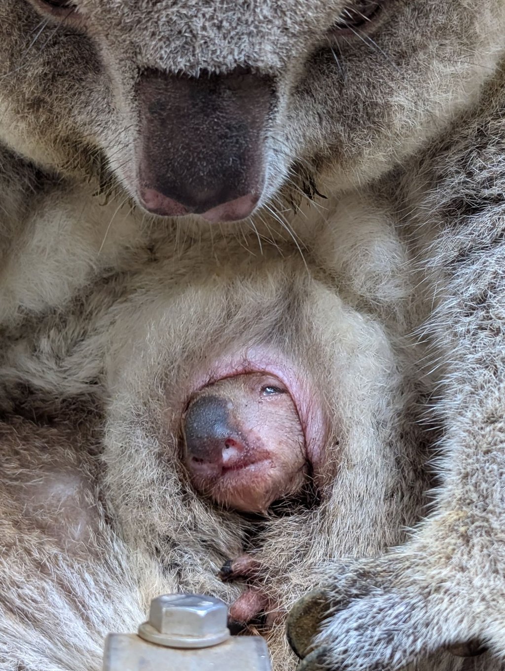 Koala-Junges in Dresden blinzelt erstmals aus dem Beutel.