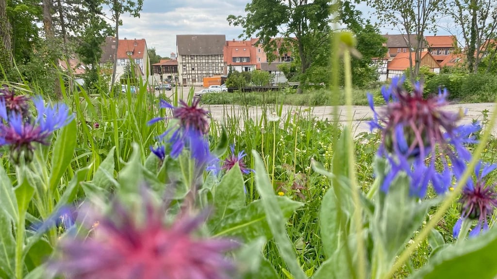 Auf dieser Brachfläche in der Wernigeröder Innenstadt sollen neue Wohnhäuser und ein Parkdeck entstehen. Pläne, die auch für Kritik sorgen.