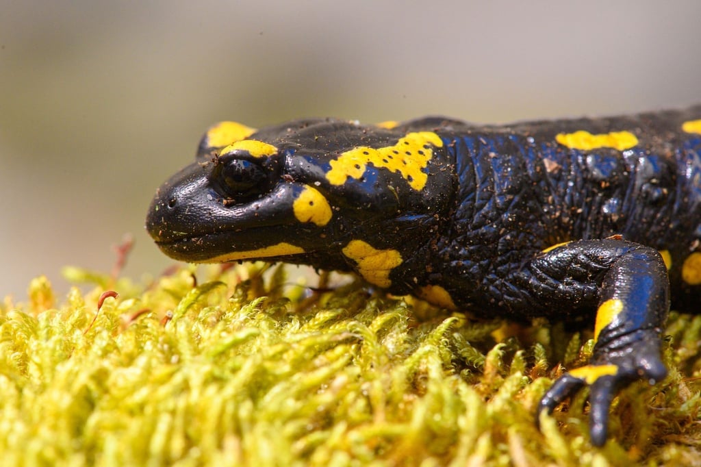 Feuersalamander kommen in Sachsen-Anhalt vor allem im Harz vor.