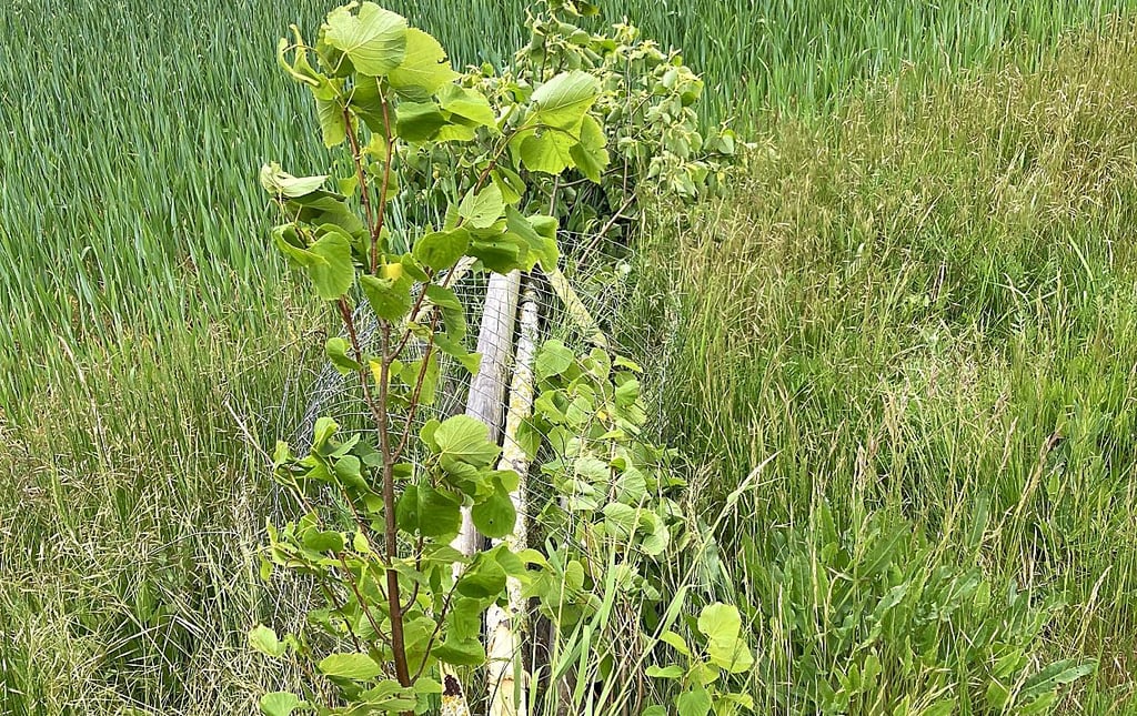 Sieben Linden wurden abgebrochen.