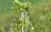 Sieben Linden wurden abgebrochen. 