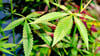 Cannabis-Konsum ist ab 18 inzwischen erlaubt. Doch auch Jugendliche greifen zu der Droge, die nicht so harmlos ist wie gedacht.