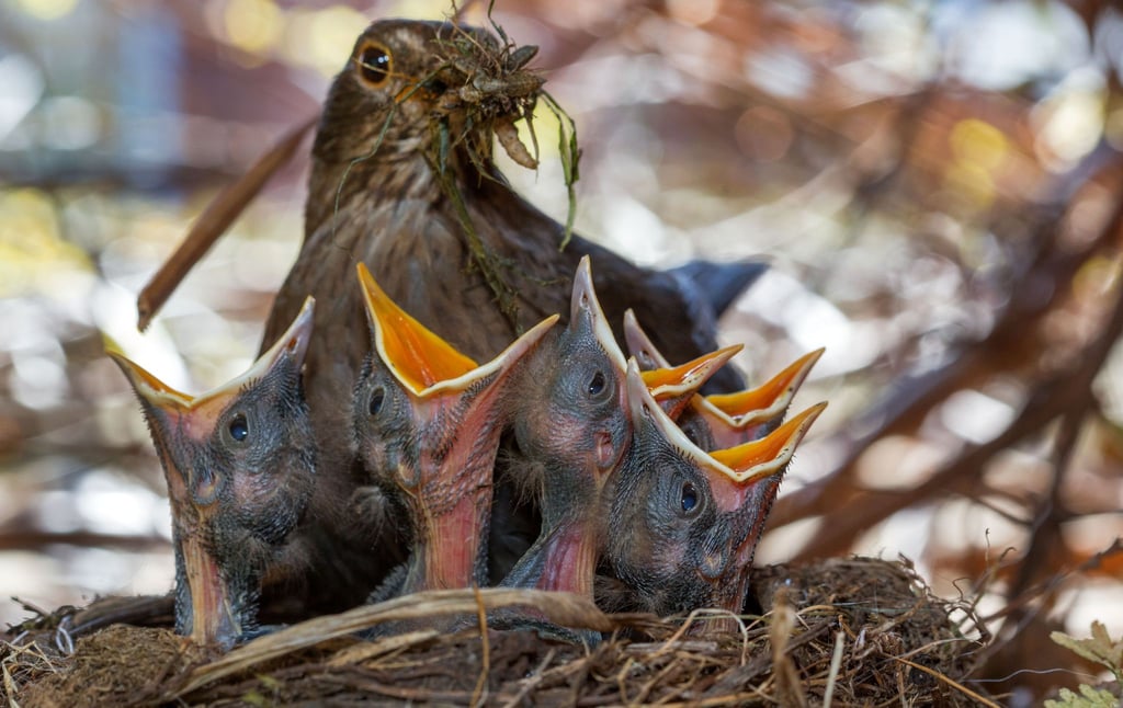 Futter zur Brutzeit kann Jungvögeln schaden: Man sollte besser auf Ganzjahresfütterung verzichten.