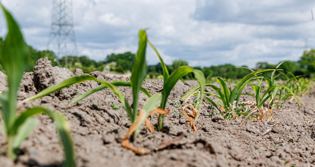 Trockenheit bleibt auch für die Landwirtschaft nicht ohne Folgen.