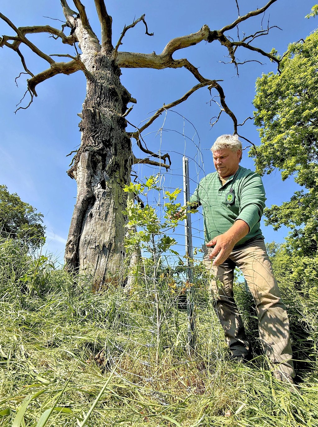 Peter Poppe von der Naturwacht im Biosphärenreservat begutachtet ein Eichenquartiee am Leiner Berg, in dem vor drei Jahren ein Ring von drei neue Stiel-Eichen um eine abgestorbene Alteiche gepflanzt wurde.