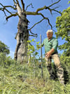 Peter Poppe von der Naturwacht im Biosphärenreservat begutachtet ein Eichenquartiee am Leiner Berg, in dem vor drei Jahren ein Ring von drei neue Stiel-Eichen um eine abgestorbene Alteiche gepflanzt wurde.
