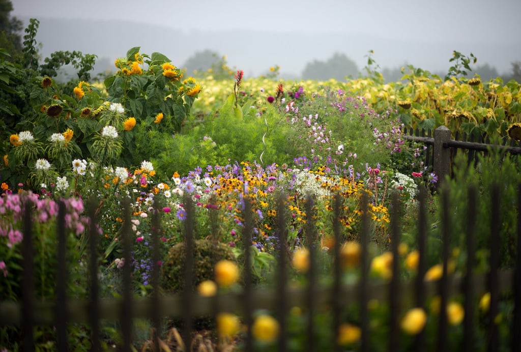 Geduld zahlt sich aus: Bis eine Blumenwiese eine üppige Blütenpracht hervorbringt, kann es eine Weile dauern.