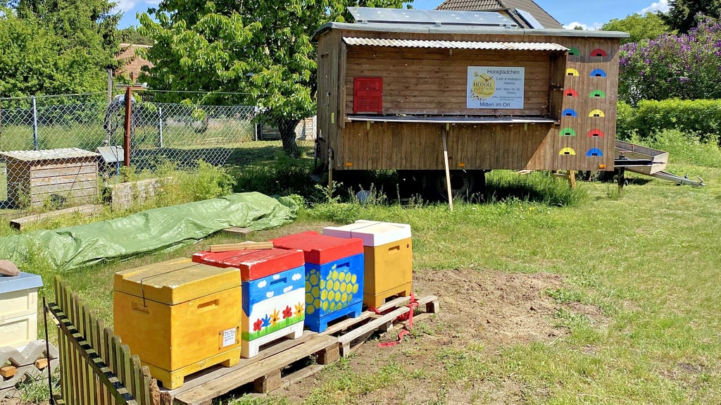 Fünf Bienenvölker und sechs Ableger hausen momentan im Garten des Honiglädchens in Zerben. 400 Kilogramm Honig konnten im vergangenen Jahr geerntet werden.