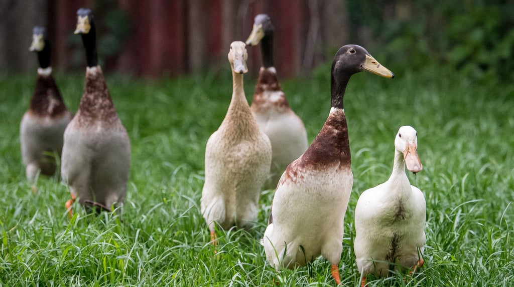 Laufenten, die auf Schneckenjagd gehen, sind im Trend: Doch Interessenten müssen noch mehr bei der Haltung beachten.