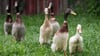 Laufenten, die auf Schneckenjagd gehen, sind im Trend: Doch  Interessenten müssen noch mehr bei der Haltung beachten.