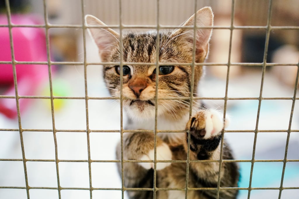 Tierschützer aus Sachsen-Anhalt streiten sich mit dem Bundesverband.