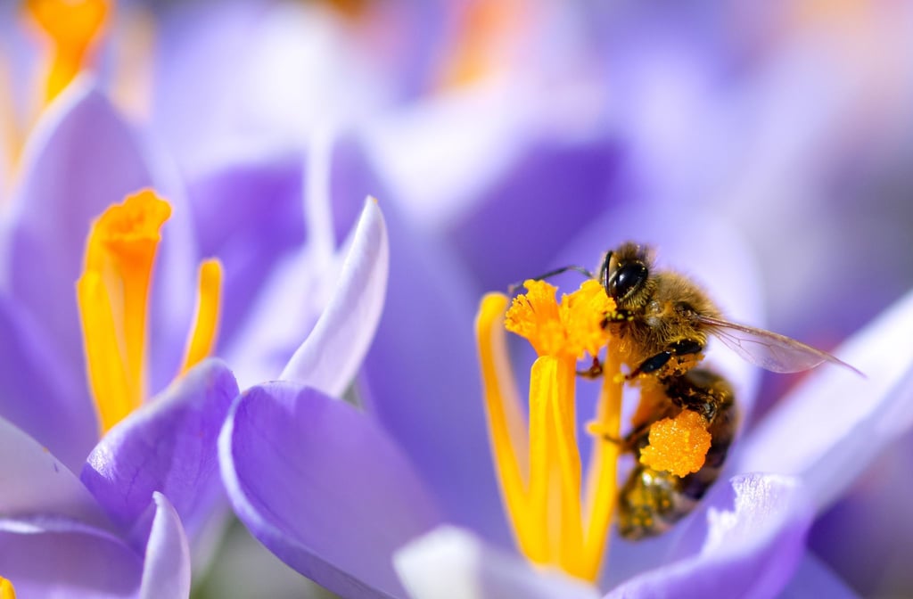 Auch Bienen sind bedroht. (Archivbild)
