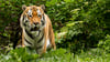 Tiger Stormi im Zoo Magdeburg hat fünf Tiger-Babys zur Welt gebracht.