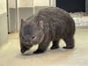 Wombat Cody aus dem halleschen Bergzoo hat einen prominenten "Patenonkel": Halles Oberbürgermeister Alexander Vogt  hat seine Patenschaft über das knuffige  Beuteltier erneuert. 