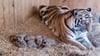 Tigerdame Stormi hat bei ihrer ersten Geburt gleich fünf Jungtiere zur Welt gebracht.