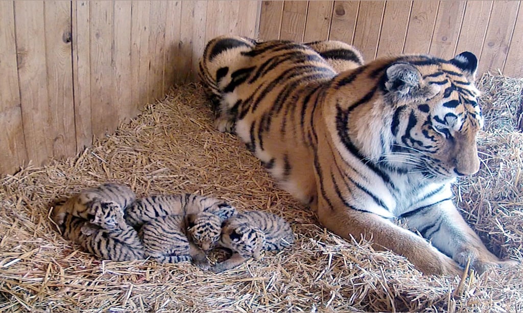 Tigerdame Stormi hat bei ihrer ersten Geburt gleich fünf Jungtiere zur Welt gebracht.