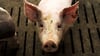 Nach dem Tierschützer Alarm wegen des Umgangs mit den Tieren in einer Schweinezuchtanlage im Saale-Holzland-Kreis geschlagen haben, hat das zuständige Veterinäramt Strafanzeige gestellt. (Symbolbild)
