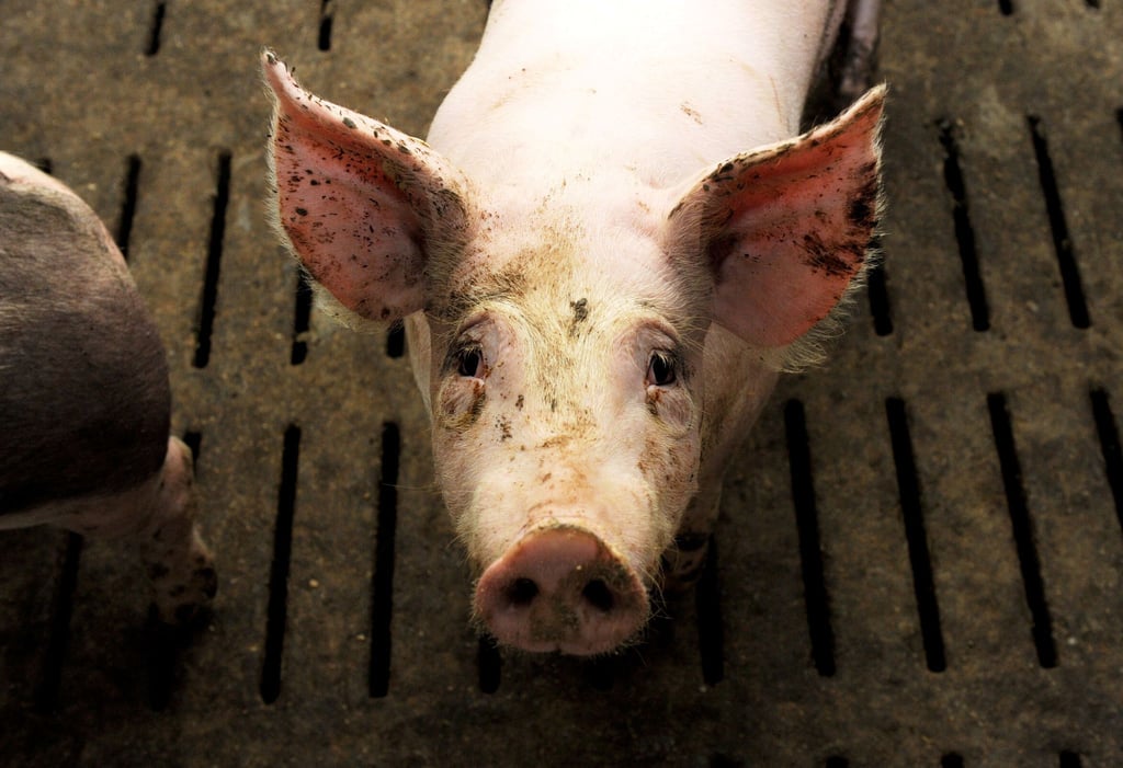 Nach dem Tierschützer Alarm wegen des Umgangs mit den Tieren in einer Schweinezuchtanlage im Saale-Holzland-Kreis geschlagen haben, hat das zuständige Veterinäramt Strafanzeige gestellt. (Symbolbild)