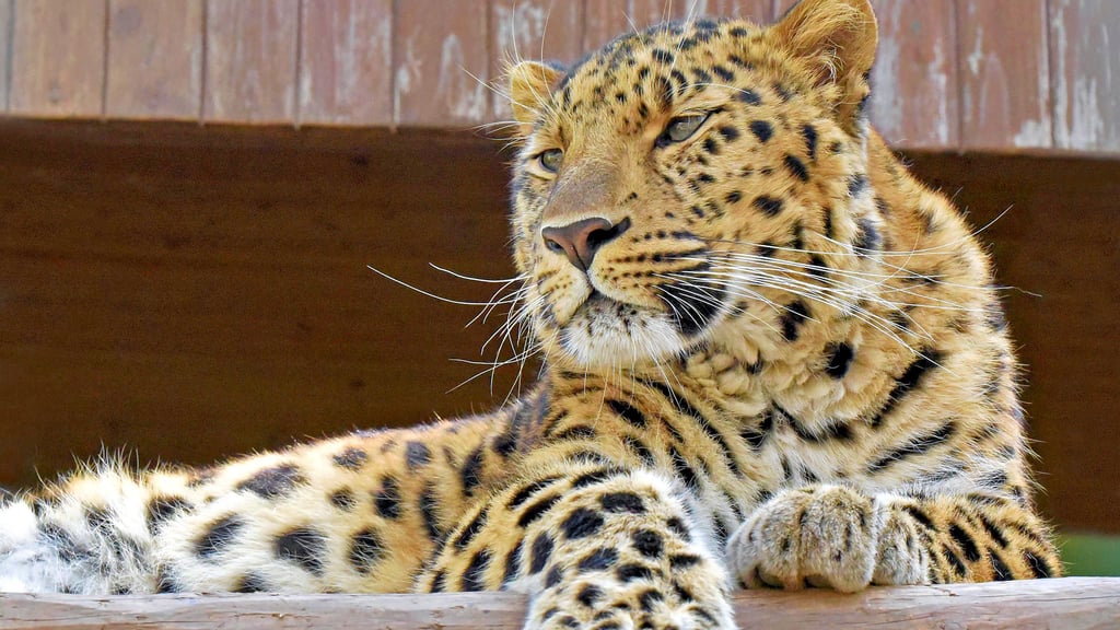 Amurleoparden wird es im Ascherslebener Zoo ab nächstem Jahr nicht mehr geben. Bisher waren hier Jungtiere untergebracht.
