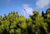  Windräder im Wald. Die EnBW plant ein Projekt mit 40 Windkraftanlagen im Waldgebiet zwischen Breitenfeld und Solpke mit einer Wasserstoffproduktion im Industriegebiet Gardelegen. 