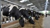 Immer weniger Landwirte in Thüringen investieren noch in die Milchviehhaltung. Die Zahl der Betriebe in der Milchwirtschaft hat sich in zehn Jahren beinahe halbiert, zeigen Zahlen des Statistischen Bundesamts. (Archivbild)