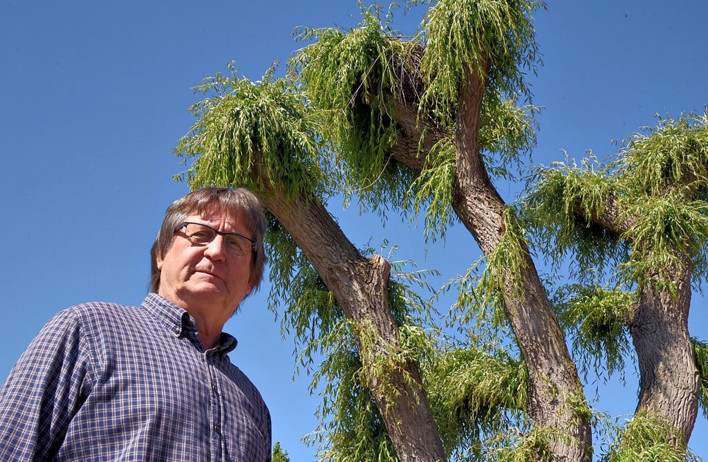 Ein bisschen wirkt die alle Jahre wieder gestutzte Trauerweide wie ein tropischer Baum. Michael Falcke staunte nicht schlecht, als Störche ausgerechnet seinen Baum als Familiensitz annektierten. Das Nest ist aus dieser Perspektive allerdings nicht zu sehen.