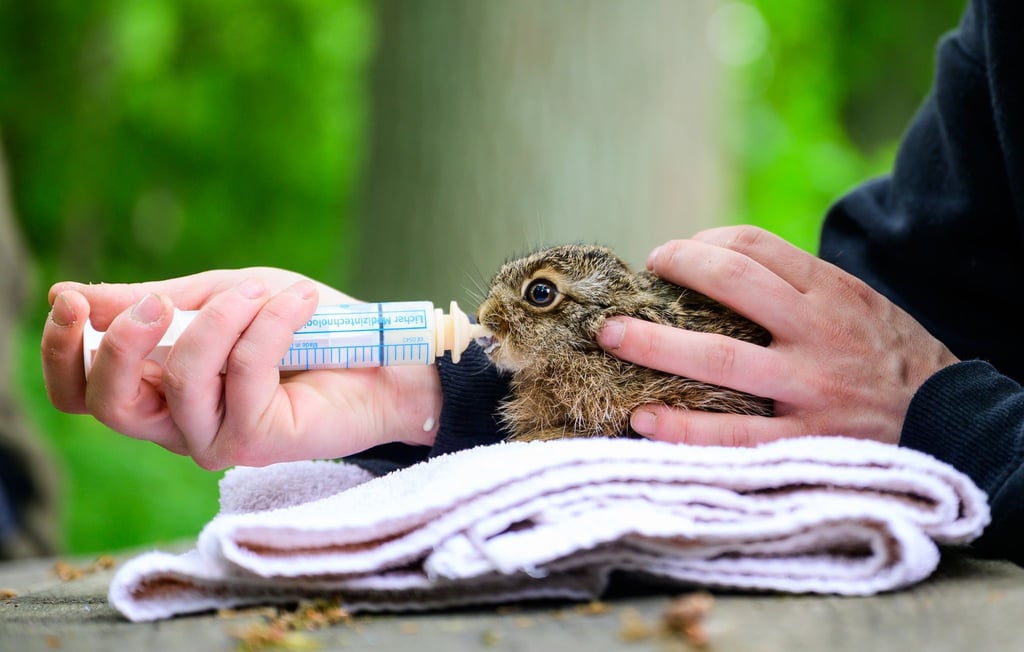 Die Wildtierhilfe Lüneburger Heide versorgt Tierbabys, die in der Natur nicht überleben würden.