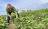RegioFarmers-Chef Peter Meinhardt freut sich, dass es schon viele reife Früchte auf seinen Feldern gibt.