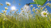 Über den Umgang mit Regenwasser sollten sich alle Gartenbesitzer Gedanken machen, sagt Kerstin Beckert, Geschäftsführerin des Landesverbands Thüringen der Deutschen Gesellschaft für Gartenkunst und Landschaftskultur. Der Verband organisiert die „Offenen Gärten“ in Thüringen mit, bei denen Privatleute ihre Gärten für Interessierte öffnen. (Symbolbild)