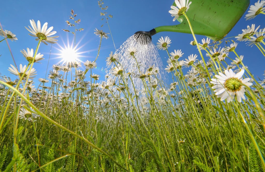 Über den Umgang mit Regenwasser sollten sich alle Gartenbesitzer Gedanken machen, sagt Kerstin Beckert, Geschäftsführerin des Landesverbands Thüringen der Deutschen Gesellschaft für Gartenkunst und Landschaftskultur. Der Verband organisiert die „Offenen Gärten“ in Thüringen mit, bei denen Privatleute ihre Gärten für Interessierte öffnen. (Symbolbild)