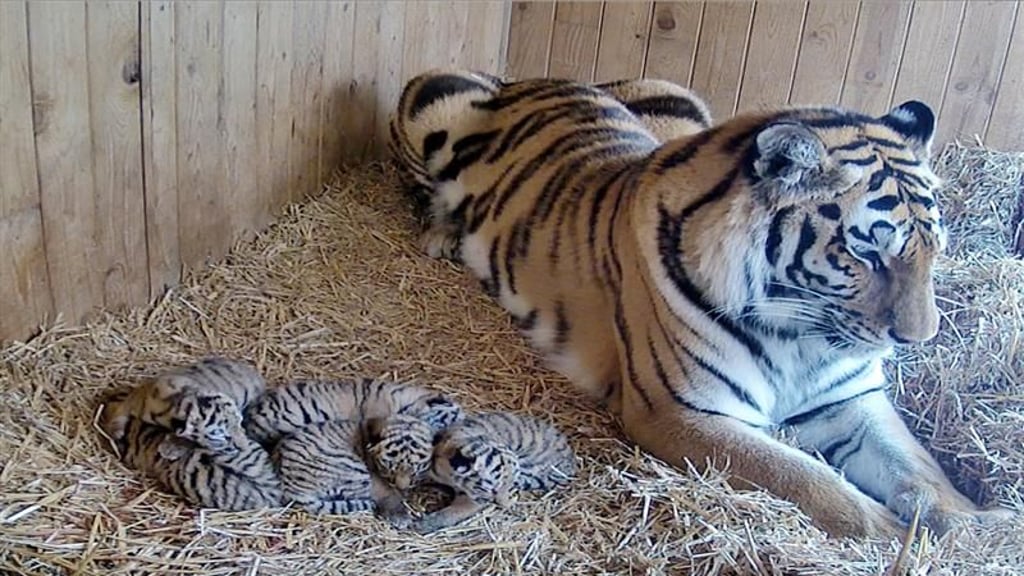 Tiger Stormi im Zoo Magdeburg hat fünf Tiger-Babys zur Welt gebracht.