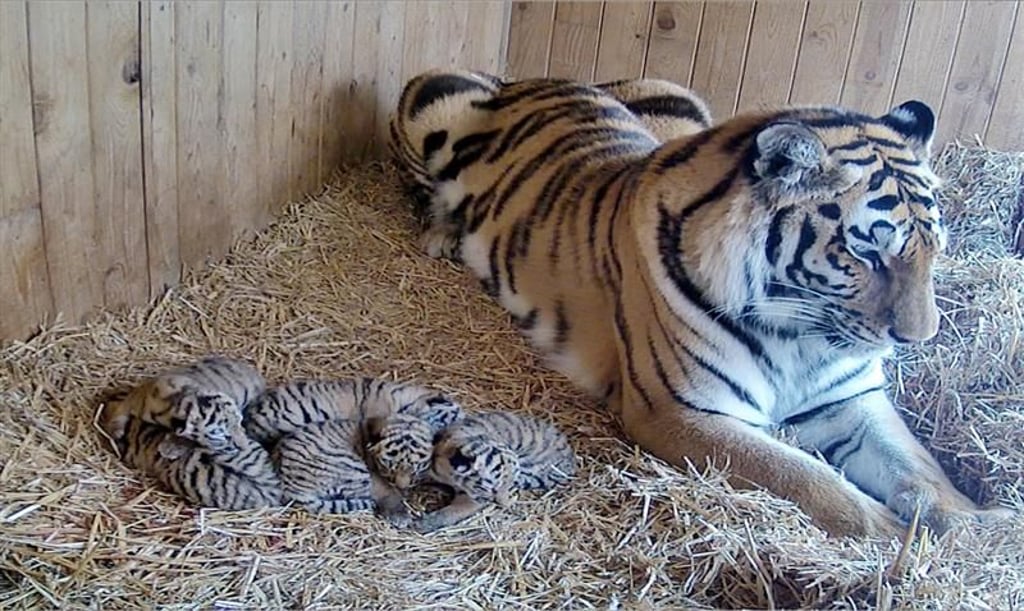 Tiger Stormi im Zoo Magdeburg hat fünf Tiger-Babys zur Welt gebracht.
