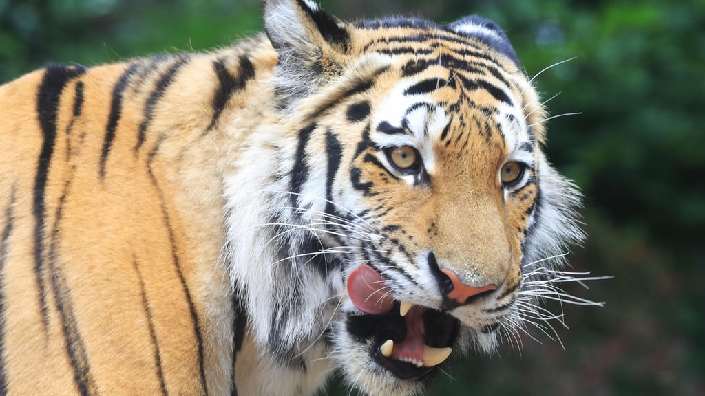 Für Tigerdame Stormi aus dem Zoo Magdeburg war es die erste Geburt – und dann gab es gleich Fünflinge.