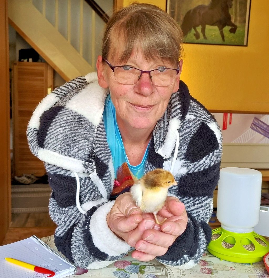 Dorit Reuter aus Röwitz liebt Schwedische Blumenhühner. In den Händen hält sie ein vor zwei Tagen geschlüpftes Küken. Die Brut übernimmt ein Brutautomat.