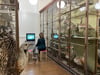 Exponate der Zoologischen Sammlungen am Domplatz bilden den Kontext für künstlerische Interventionen beim Werkleitz-Festival 2025.