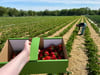 Auf verschiedenen Plantagen können in und um Magdeburg Erdbeeren selbst gepflückt werden.