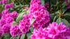 Im Park der Gärten dreht sich an diesem Wochenende alles um die Pflanzengruppe Rhododendron.