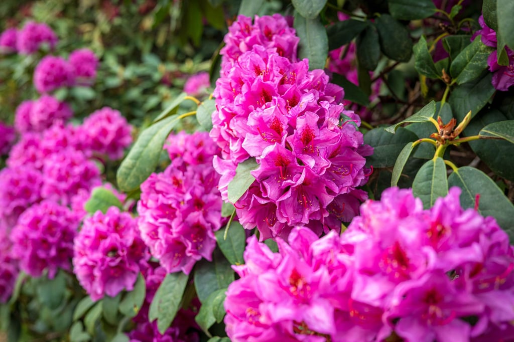 Im Park der Gärten dreht sich an diesem Wochenende alles um die Pflanzengruppe Rhododendron.